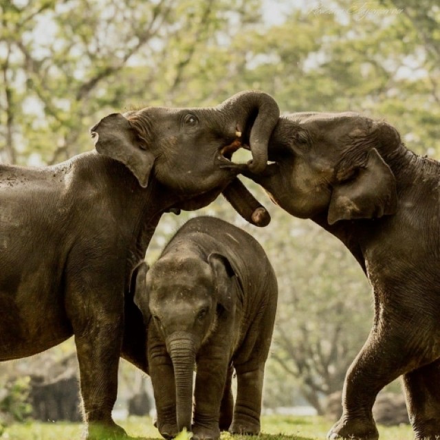 Sri Lanka 6 Days - Temples, Wildlife & Beach